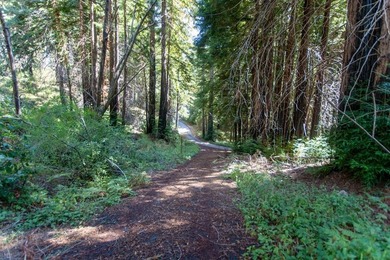 A paved private road winds through majestic redwoods and pines - photo 12