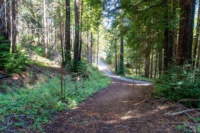 A paved private road winds through majestic redwoods and pines - photo 13
