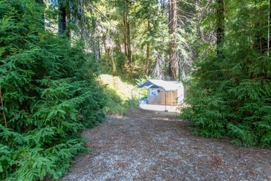 A paved private road winds through majestic redwoods and pines - photo 14
