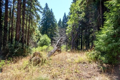 A paved private road winds through majestic redwoods and pines - photo 15