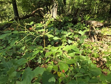 Bring your hobby farm dreams to life on this beautiful 12.5-acre - photo 50