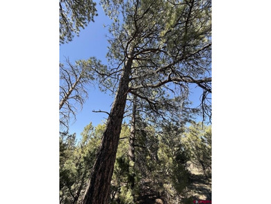 Katya Gorsky, United Country Sneffels Realty, C:,,: 2-Acre - photo 9