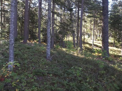 1.50 acres with 238' shorefront, power at site, driveway & - photo 4