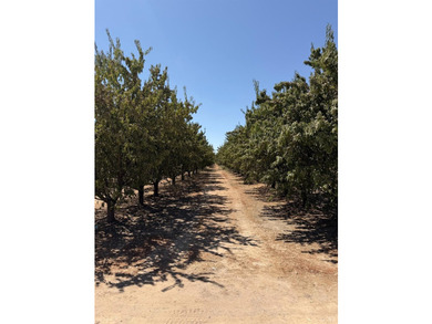 Nestled on 75.25 acres, this almond orchard is on its 10th leaf - photo 3