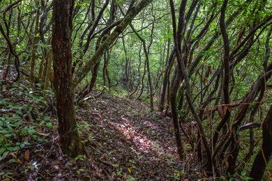 River Camp is a remarkably rare 10.65-acre mountain property - photo 17