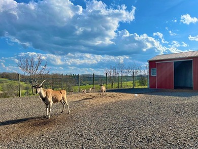 This farm is a working animal farm that is used for tourism - photo 20