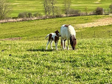 This farm is a working animal farm that is used for tourism - photo 31