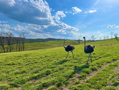 This farm is a working animal farm that is used for tourism - photo 32