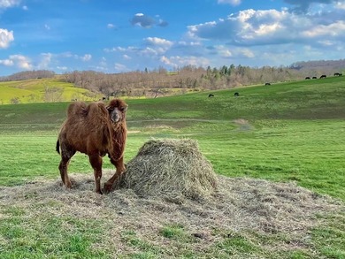 This farm is a working animal farm that is used for tourism - photo 33