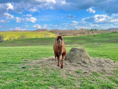 This farm is a working animal farm that is used for tourism - photo 36