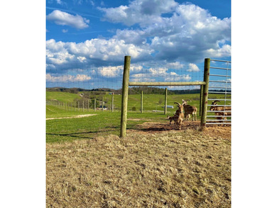 This farm is a working animal farm that is used for tourism - photo 38