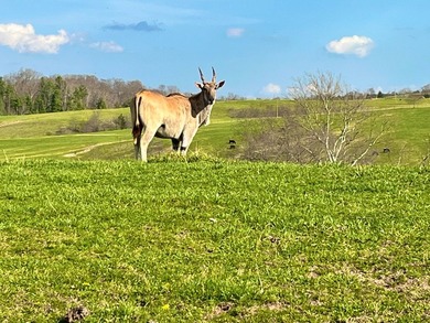This farm is a working animal farm that is used for tourism - photo 39