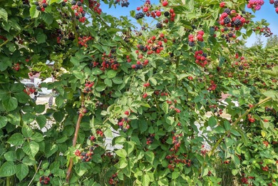 A rare offering in Eastern WA, Willow Wind Organic Farms - photo 39