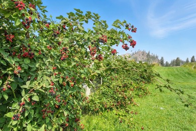 A rare offering in Eastern WA, Willow Wind Organic Farms - photo 40