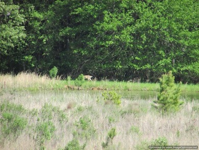 Spanning 439 acres this expansive property features rolling - photo 21