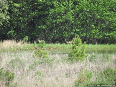 Spanning 439 acres this expansive property features rolling - photo 23