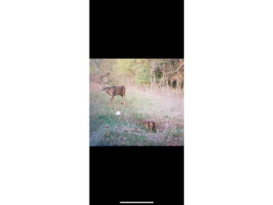 What an unbelievable property!!! 53 acres with a new metal shop - photo 5