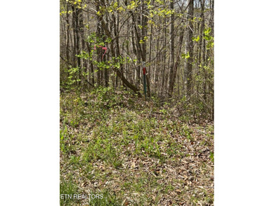 Want a lakefront acreage lot without breaking the bank? Woods - photo 1
