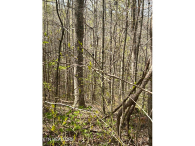 Want a lakefront acreage lot without breaking the bank? Woods - photo 4