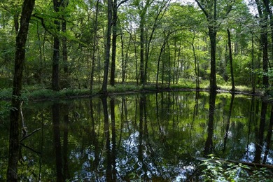 1,060+/- acres in Yazoo County with 1.7+/- miles of Big Black - photo 23