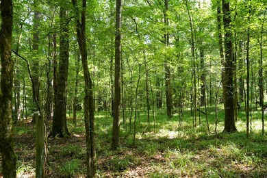 1,060+/- acres in Yazoo County with 1.7+/- miles of Big Black - photo 25