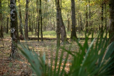 1,060+/- acres in Yazoo County with 1.7+/- miles of Big Black - photo 41