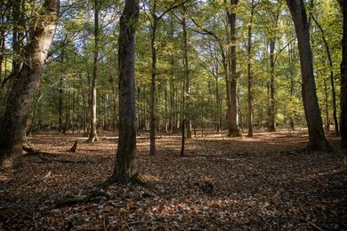 1,060+/- acres in Yazoo County with 1.7+/- miles of Big Black - photo 44