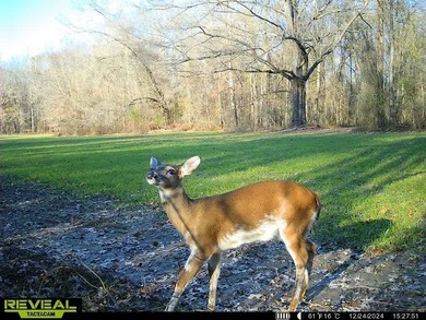 1,060+/- acres in Yazoo County with 1.7+/- miles of Big Black - photo 50