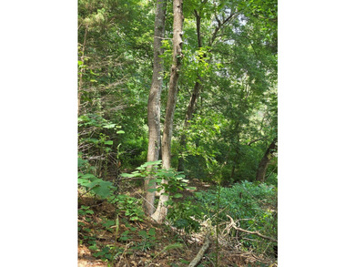Discover the perfect blend of open pasture, mature woods, and - photo 13
