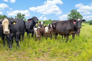 The Pocket Hollow Ranch is a large, contiguous acreage situated - photo 16