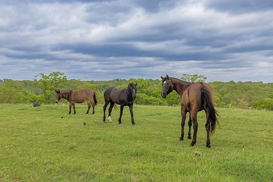 168.62acres in the Ozark Mountains featuring a beautiful mix of - photo 15