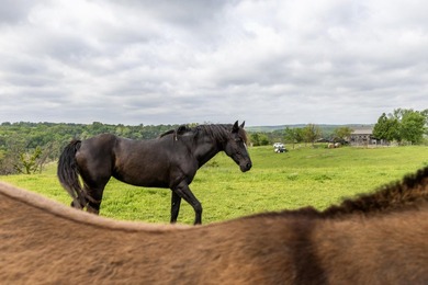 168.62acres in the Ozark Mountains featuring a beautiful mix of - photo 16
