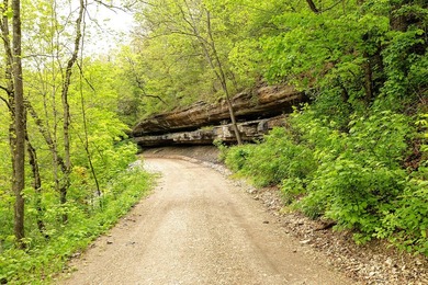 168.62acres in the Ozark Mountains featuring a beautiful mix of - photo 30