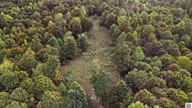 45 ACRES OF PRIME HUNTING LAND NEAR LAKE BARKLEY! Discover the - photo 14