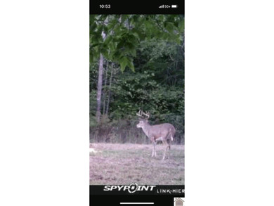45 ACRES OF PRIME HUNTING LAND NEAR LAKE BARKLEY! Discover the - photo 19