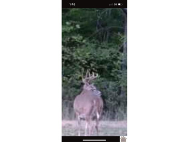 45 ACRES OF PRIME HUNTING LAND NEAR LAKE BARKLEY! Discover the - photo 22