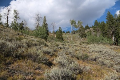 Fabulous and unique over 19 acre parcel off of Fisher Creek Road - photo 11