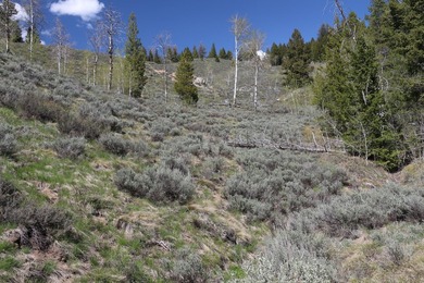 Fabulous and unique over 19 acre parcel off of Fisher Creek Road - photo 12