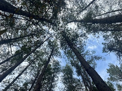 This +/-19-acre property in Jasper County, MS, offers a - photo 3