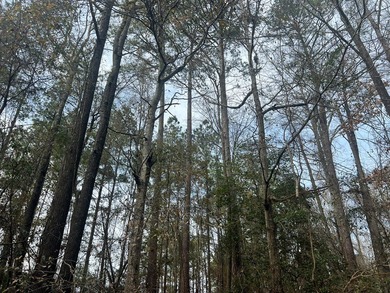 This +/-19-acre property in Jasper County, MS, offers a - photo 5