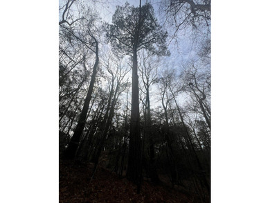 This +/-19-acre property in Jasper County, MS, offers a - photo 7