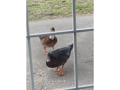 This stunning custom-built home, nestled within a prestigious