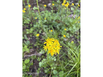 Want an affordable lakefront lot with beautiful panoramic views - photo 6