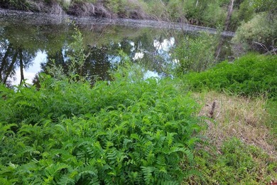 Jana Barrett, Bluebird Real Estate, LLC, C:,,: Rare Riverfront - photo 7