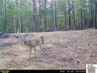 Discover the perfect blend of privacy, nature, and opportunity - photo 3
