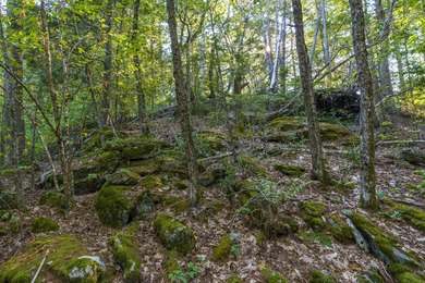 Wooded 1-Acre Lot in Bristol, ME - Build Your Dream Home! Tucked - photo 8
