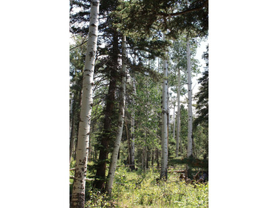 Discover the perfect setting for your mountain dream home on - photo 13