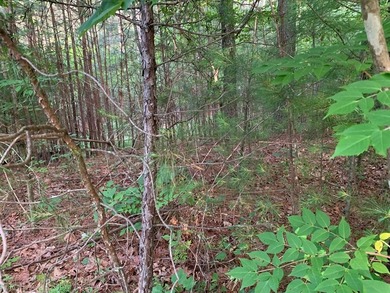 REDUCED BEST MTN VIEW with USFS Frontage Lot behind subdivision - photo 18