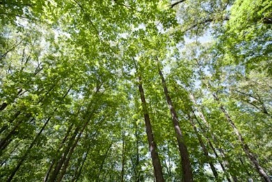 (private lake, pond, coastal) Lot For Sale in Madison Mississippi