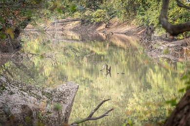 Just outside of Independence, Kansas sits 286+/- acre timber and - photo 12
